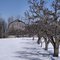 Slumbering trees dream of blossom time