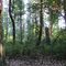 Activists saved this Cunningham woods. READ INFO IN PANORAMIO/COMMENTS