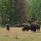 Rutting at XH Buffalo Ranch