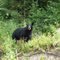 Ours noir