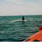 Killer Whales near Vancouver Island, June 2003