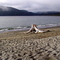 port renfrew beach