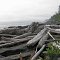 Drift Wood on the West Coast