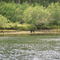 bear in somass river