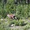 Caribou spotted along the Alaska Highway - British Columbia, Canada