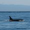 Orca and the Olympic mountains