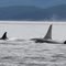 Orcas