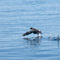 Pigeon Guillemot taking off 3