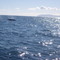 whale