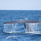 Blue Whale, Long Beach
