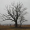 The so-called Devil's Tree