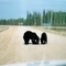 Black Bears on Road