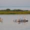 Pelicans in Buffalo Narrows Saskatchewan