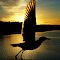  Dagnabbit! Darn bird ruined my pretty sunrise picture.