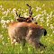 Oh-oh, there's Guy! I'll hide behind this deer.