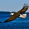 A preyer and on the wing.