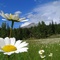 Daisy Meadow near Minnewanka
