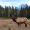 Elk