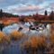 Beavers' Paradise