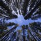 Tree tops