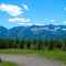 Fernie Ski Hill in summer from across the valley.