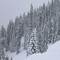 Pretty Snow Covered Trees on the Slopes at Fernie BC