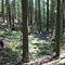 Hiking In a Rainforest With Friends