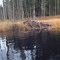 Beaver Pond at Wormy Lake