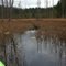 Wormy Lake Reed Path
