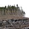 Clearcut & Burn