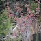 Wild Rose Bush