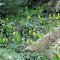 Skunk Cabbage. (Spring Bear Food)