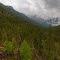 British Columbia Forests