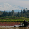 Pitt Meadows Cranberry Fields
