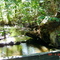 Forest stream in Langley City, Britsh Columbia, Canada