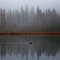 Duck in the fog, Seven Sisters  Park, BC