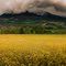 Yellow Feild