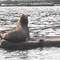 Sea Lion on a log boom at Harmac, Nanaimo Harbour