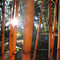 Bamboo