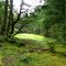 Mossy clearing in the forest...