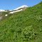 Samuel Glacier Greenery