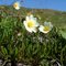 Alpine Flowers