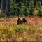 Grizzlybär ... C