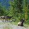 Bighorn Sheep resting on the roadside near Golden