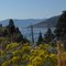 Sagebrush flowers overlooking Nicola Lake