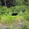 Black Bear along the Stewart Cassiar Hwy near Eddontenajon, BC, Canada
