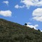 Sagebrush and Blue Sky