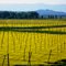 Kootenai Valley Colors
