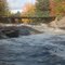 Dog falls