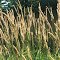 Marram Grass, Ammophila arenaria